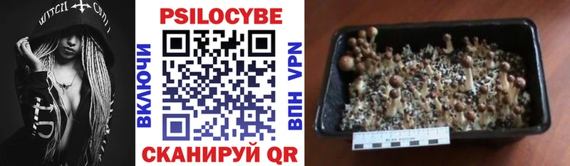 Купить закладки  Зуевка  Псилоцибиновые грибы Psilocybe 